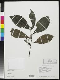 Image result for Psychotria vogeliana