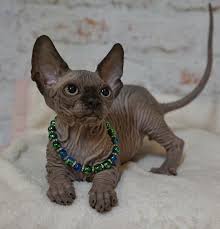 Hairless cat survives after cruel thug shot him through the head with an arrow. Hairless Cats Sale Florida