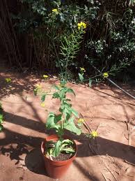 These seedlings are protected from birds and cutworms. My Chinese Cabbage Plant Is Bolting To Produce Flowers And Seeds Album On Imgur