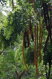 Image result for Fernandoa abbreviata