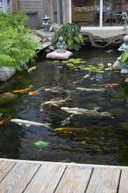 Koi Ponds And Water Gardens Koi Pond Backyard Ponds Backyard Garden Pond Design