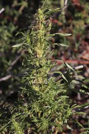 Image result for Thunbergianthus