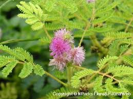 Image result for Mimosa diplotricha