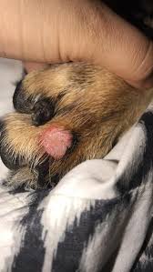 Treating a violin spider or brown recluse spider bite is all about managing the wound itself. I Think My Dog May Have Been Bitten By A Spider It Has A Bump N It Looks Like The Skin Is Being Eaten Away Slowly There Is No Hair On