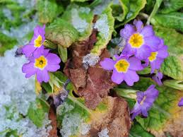Im winter werden übrigens auch viele gehölze im garten geschnitten, damit diese nach dem winter gleich durchstarten können und den garten mit üppigen das gilt allerdings nur für sommerblühenden gehölze, die an den neuaustrieben nach dem winter blühen. Typische Winterblumen Fur Draussen Und Drinnen Von A Z