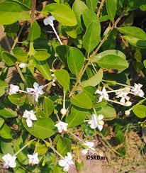 Image result for Volkameria