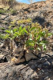 Image result for Cyphostemma hereroense