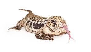 The Argentine Tegu A Complete Care Guide Snaketracks Com Tegus make great pets for people prepared to keep a lizard of their size.