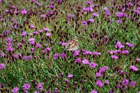 Image result for Vernonia turbinella