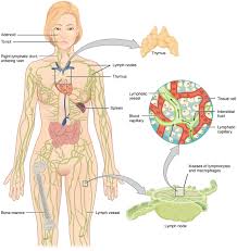 As blood begins to circulate, it leaves the. Anatomy Of The Lymphatic And Immune Systems Anatomy And Physiology