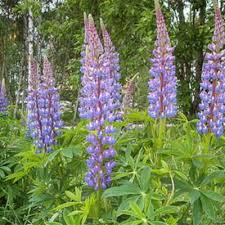 Image result for Lupinus mexicanus