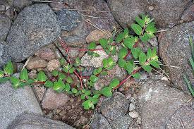 Image result for Euphorbia serratifolia