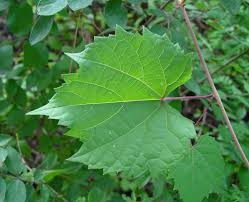 Image result for Vitis