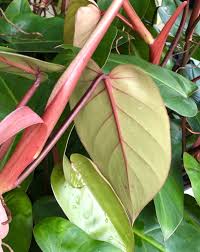 Excited To Share The Latest Addition To My Etsy Shop Philodendron Red Emerald Starter Plant P Erubescens Plants Making Plant Pots Starter Plants