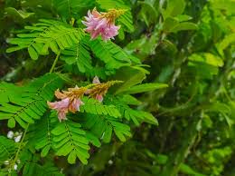 Image result for Abrus fruticulosus