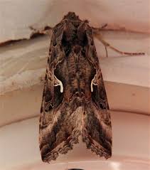 Image result for Autographa macrogamma
