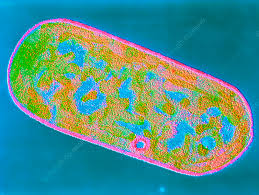 Image result for Clostridium