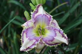 Photo Of Daylily Hemerocallis Lined In Lavender Uploaded By Calif Sue Day Lilies Daylilies Flower Garden
