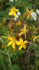 Image result for Hypericum scioanum