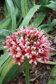 Image result for Ammocharis tinneana