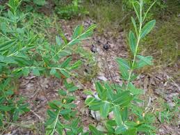 Image result for Hypericum scioanum