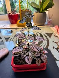 Image result for Hypoestes