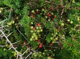 Image result for Asparagus migeodii