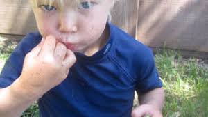 Team Special Saus digs carrots and parties it up making plum compote