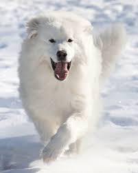 White Dog Names 150 Of The Best Ideas For Clever Names Daily Paws
