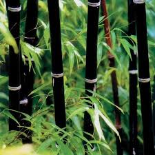 Black Bamboo Plants For Sale Pin On Garden