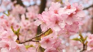 U14542165 fotosearch stock photography and stock footage helps you find the perfect photo or footage, fast! Closeup View Of Full Blooming Stock Footage Video 100 Royalty Free 14783461 Shutterstock