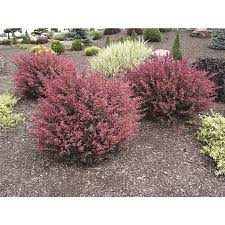 Access Denied Deer Resistant Plants Rose Trees Cottage Garden Plants