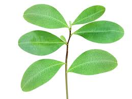 Image result for Erythroxylum