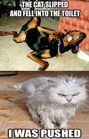 30 Funny Cat Vs Dog Memes To Prove Who S The Boss Catmemes Dogmemes Lovely Animals World Animal Jokes Funny Animals Cute Funny Animals