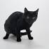 Black American Shorthair Vs. Bombay Cat | Animals - mom.me