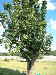 Self Pollinating Pear Trees Atopyskin Info