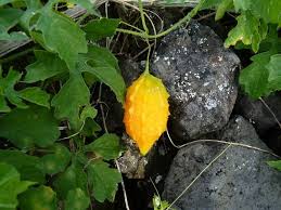 Image result for Momordica charantia