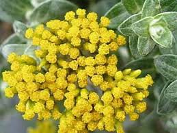 Image result for Helichrysum cymosum