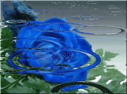 Mazzo di rose rosse rose glitter grafica glitter immagini di rose gif animate. Rose Le Immagini Piu Belle Da Condividere E Donare Bgiorno It