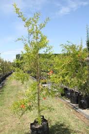 Fruit trees for sale nz. Edibles