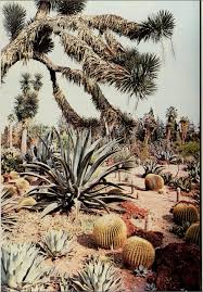 Clokyland Desert Landscaping Desert Garden Desert Aesthetic