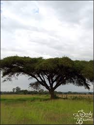 Image result for Acacia sieberiana