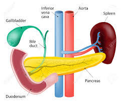 Aus wikipedia, der freien enzyklopädie. Milz Und Bauchspeicheldruse Isoliert Anatomie Des Menschen Lizenzfrei Nutzbare Vektorgrafiken Clip Arts Illustrationen Image 39386577