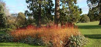 Cornus, bloodtwig dogwood 'midwinter fire'. Dogwood Midwinter Fire University Parks