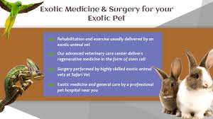 They also appear in other related business categories including veterinary clinics & hospitals, veterinary specialty services, and pet services. Safari Vet S Exotic Medicine Surgery For Your Exotic Pet Safari Veterinary Care Centers
