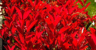 Piante da brocca con foglie rosse possono indicare una scottatura causata da troppa luce. Le 10 Varieta Di Piante Di Color Rosso Piu Intriganti