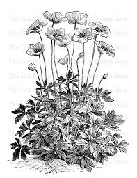 Vintage Flower Clip Art Floral Garden Anemone Sylvestris Etsy Flower Clipart Floral Art Floral Drawing