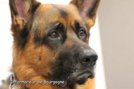 Les frais de mise en fourrière dépendent de plusieurs facteurs (type de véhicule, nombre d'habitants de la commune, voirie publique. Montceau Conseil Municipal Chien Policier Frais De Fourriere Et Cameras De Surveillance Au Menu L Informateur De Bourgogne