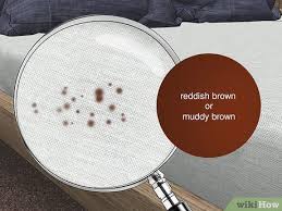 Image result for bed bugs droppings