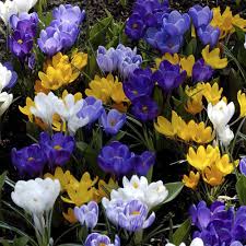 We did not find results for: Mixed Crocus Bulbs Large Flowering Buy Online Boston Bulbs